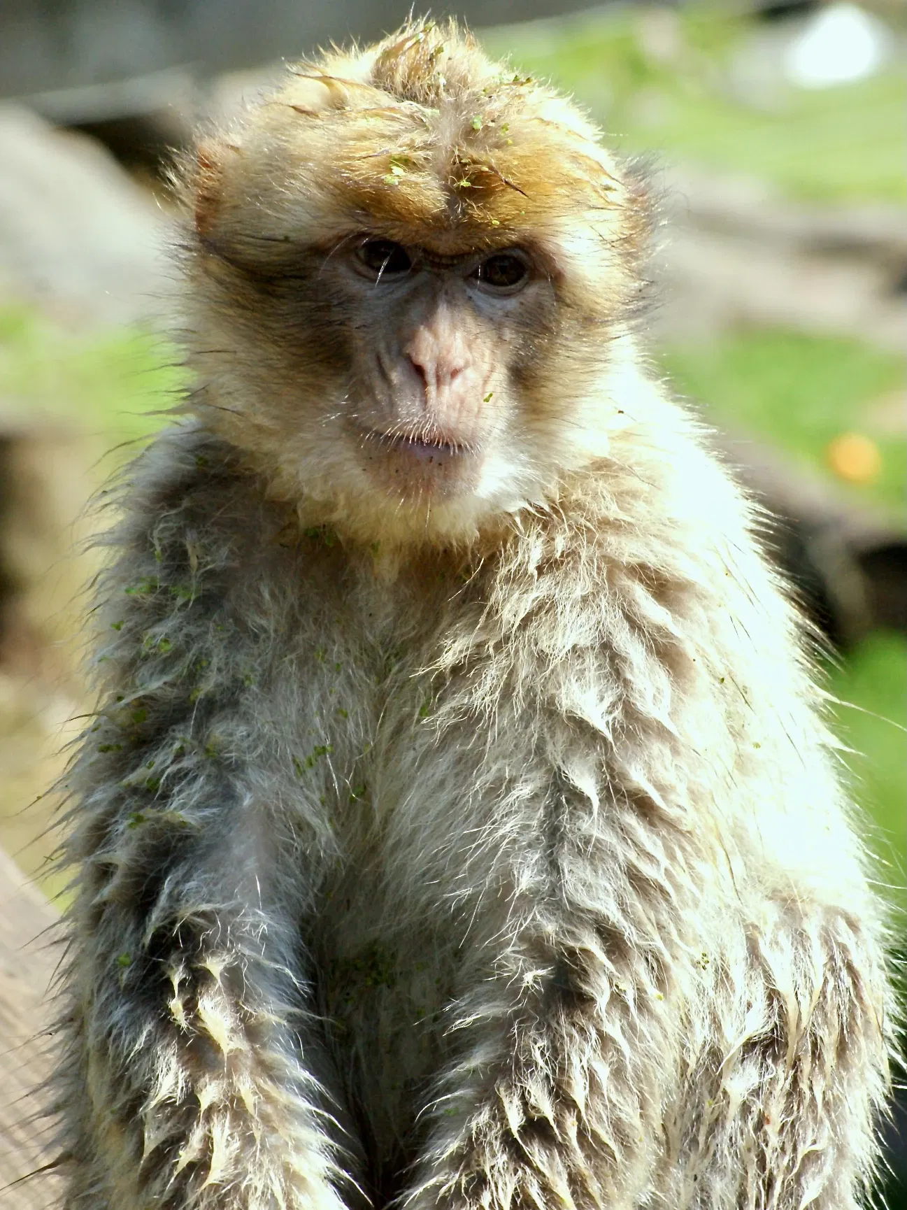 Tierpark Neumünster