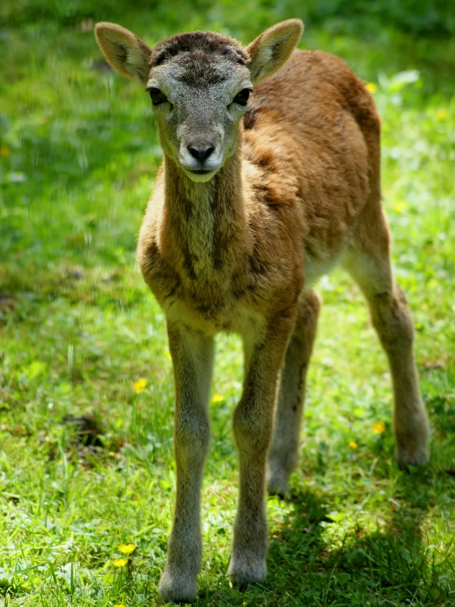 Tierpark Neumünster