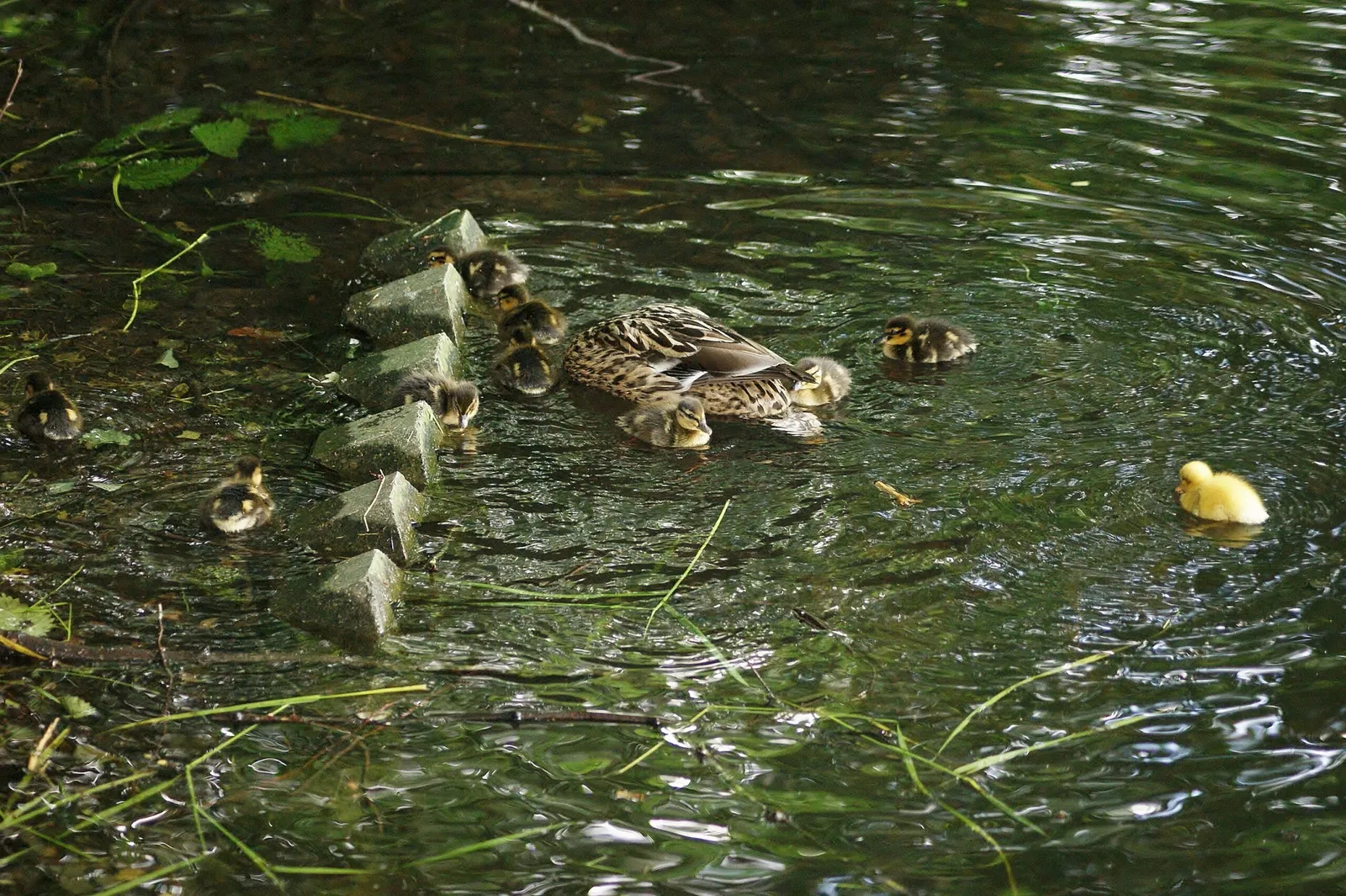 Tierpark Neumünster
