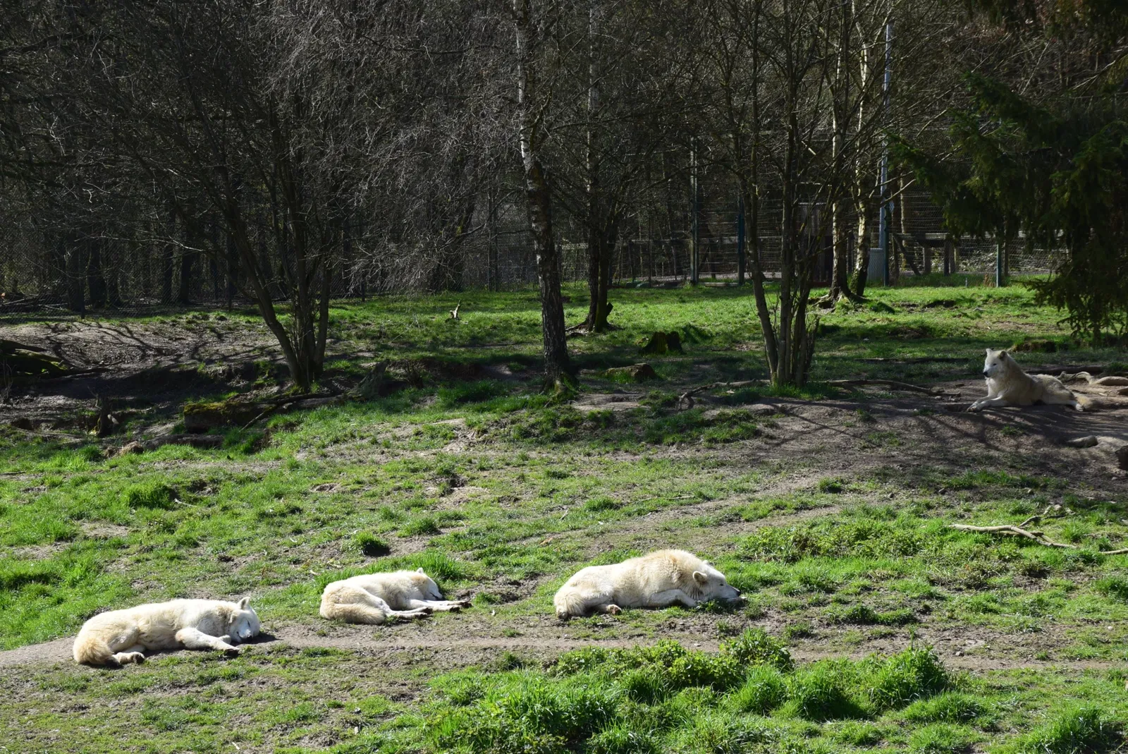 Tierpark Rheinböllen