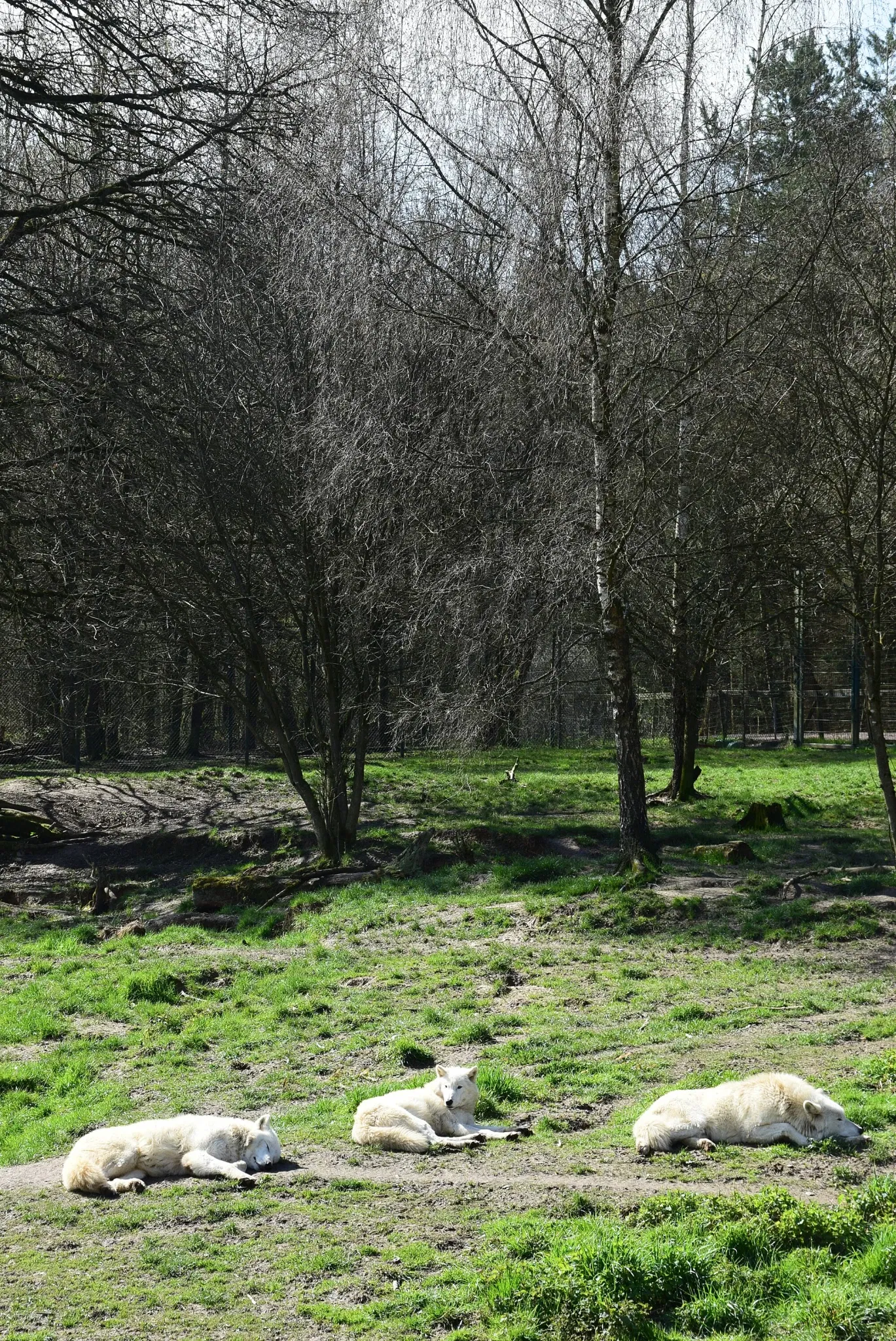 Tierpark Rheinböllen