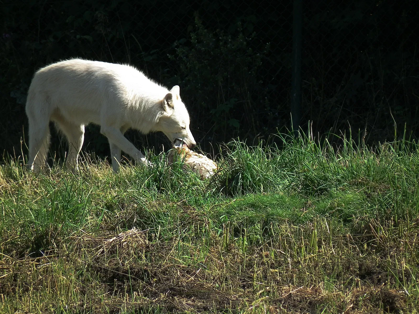 Tierpark Rheinböllen