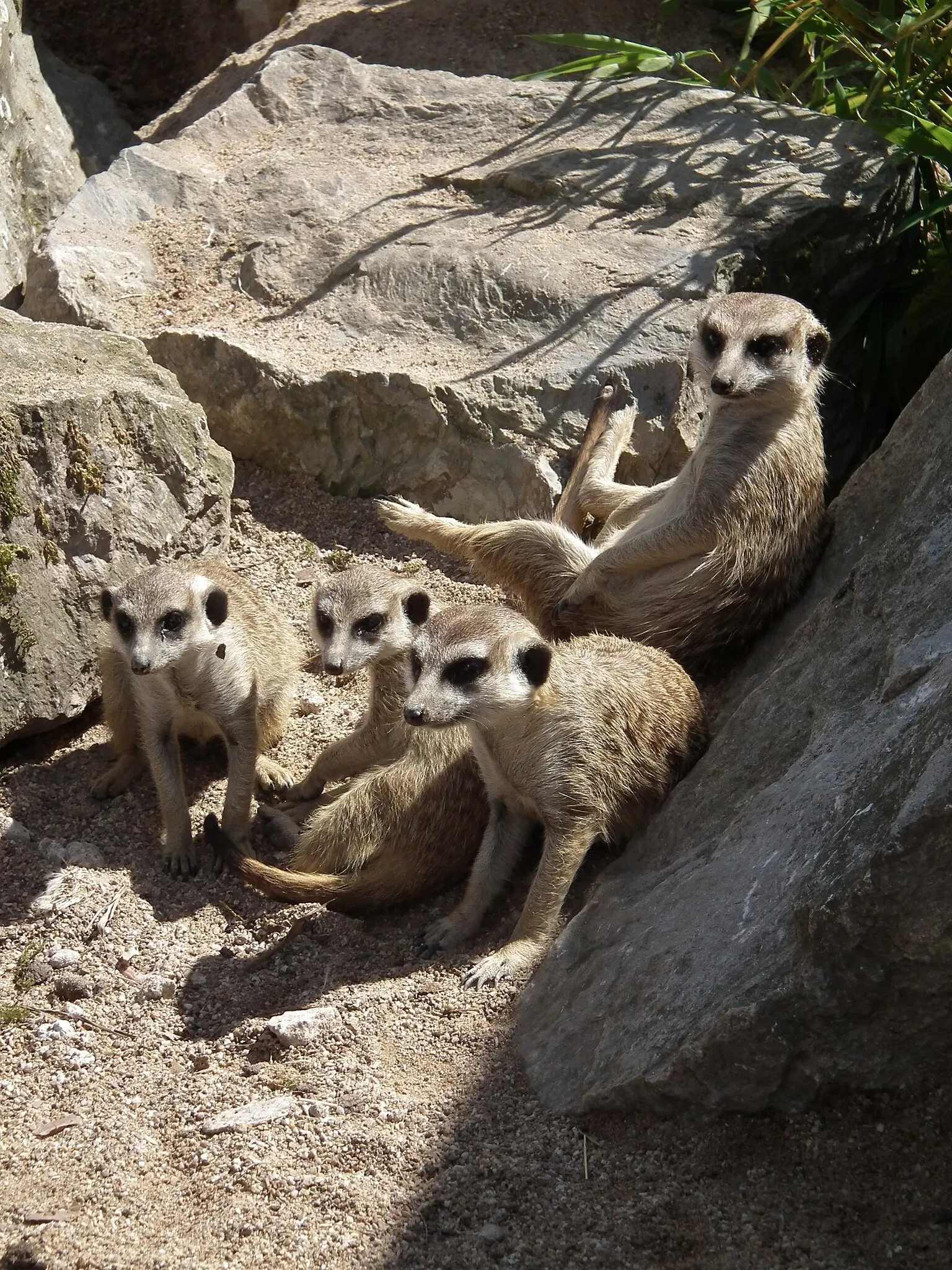 Tierpark Rheinböllen