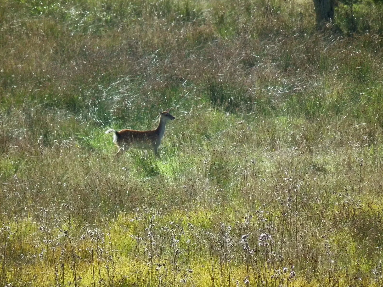 Tierpark Rheinböllen