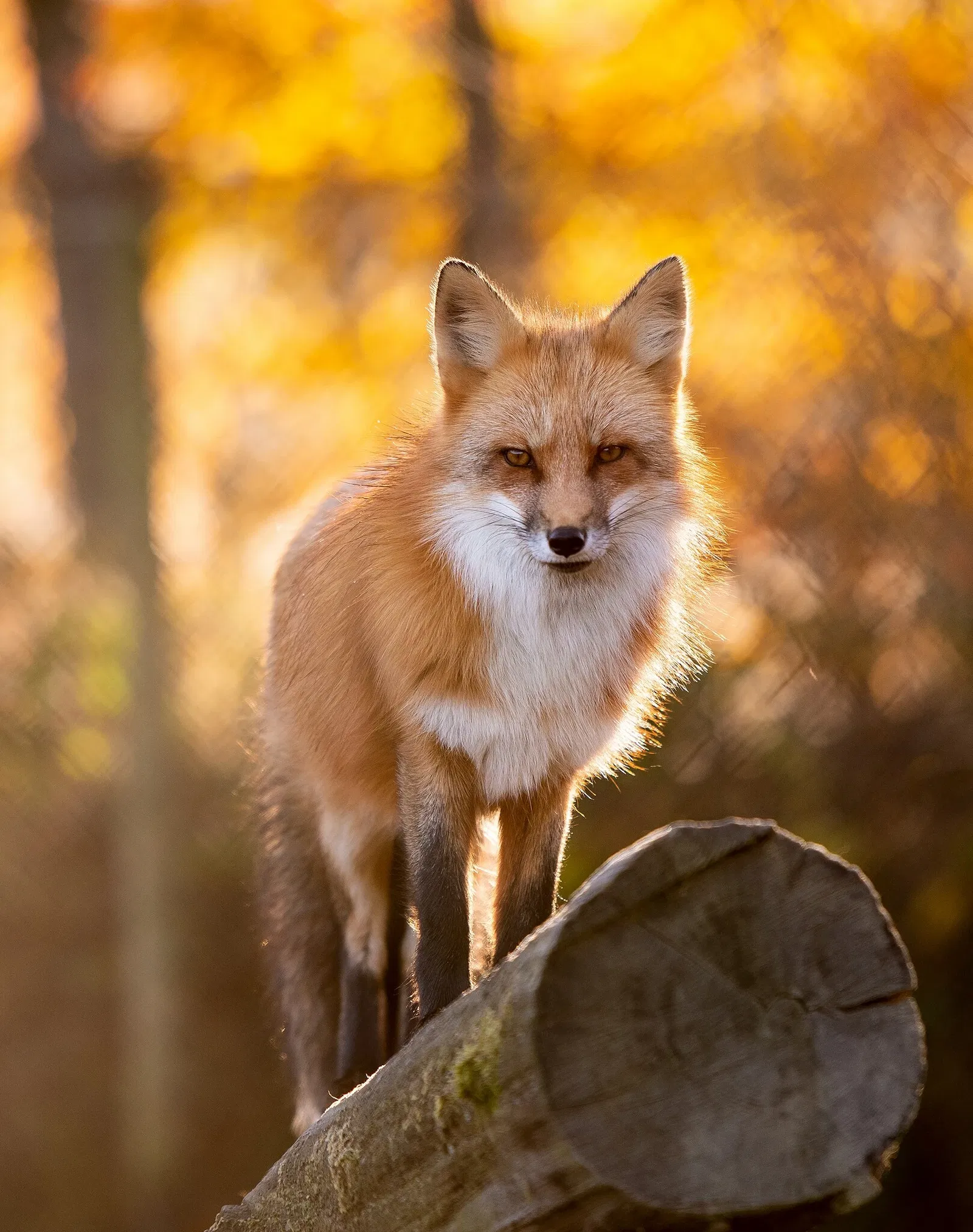 Tierpark Rheinböllen
