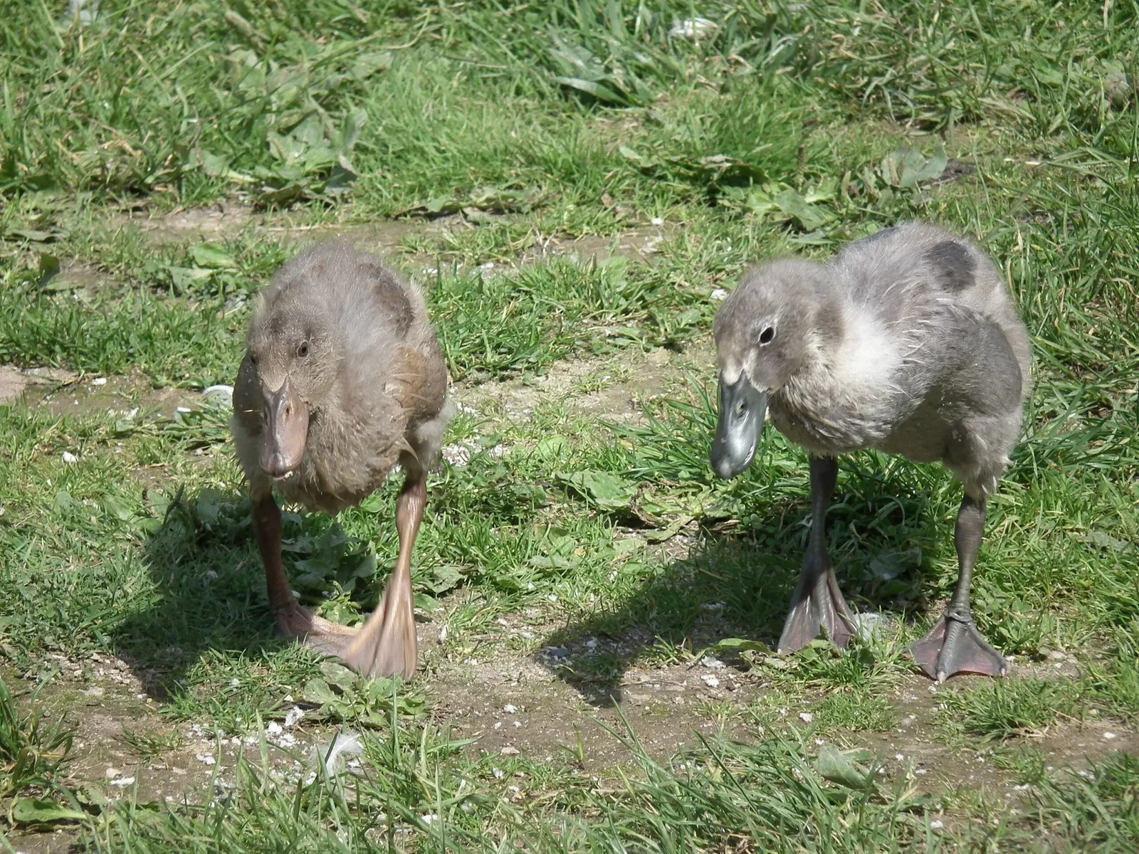Tierpark Rheinböllen