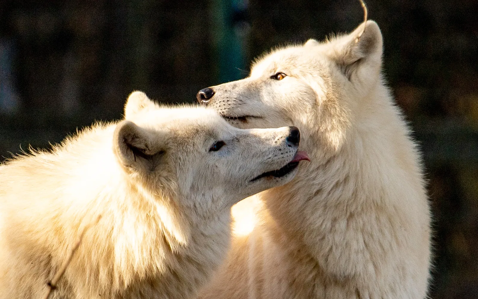 Tierpark Rheinböllen