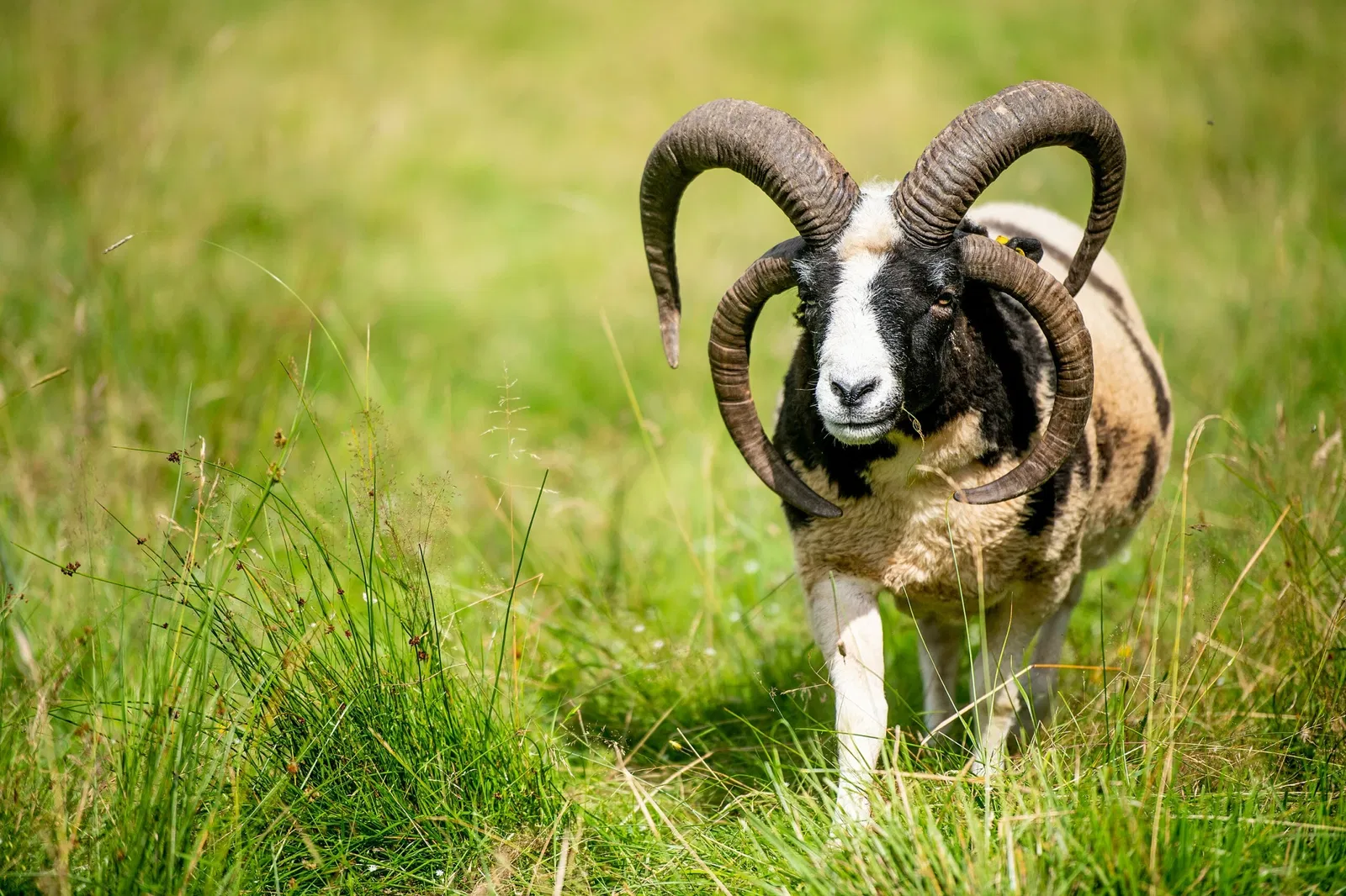 Tierpark Rheinböllen