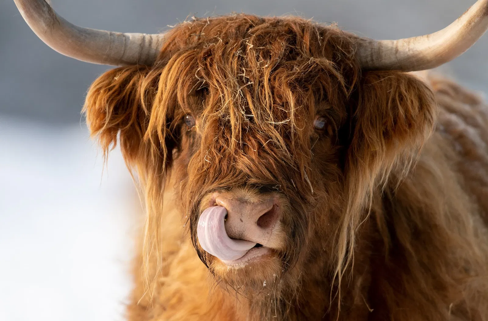 Tierpark Rheinböllen