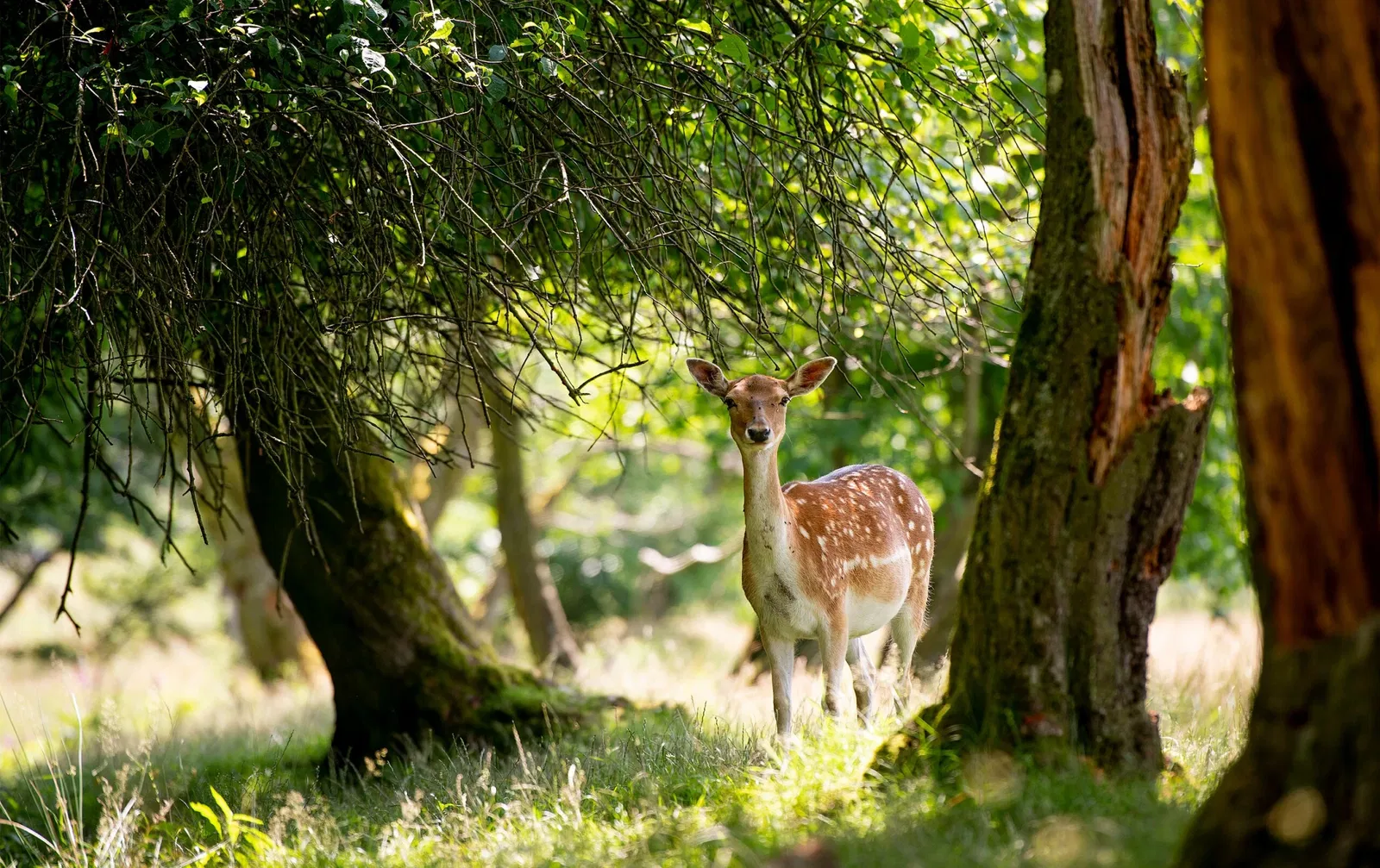 Tierpark Rheinböllen