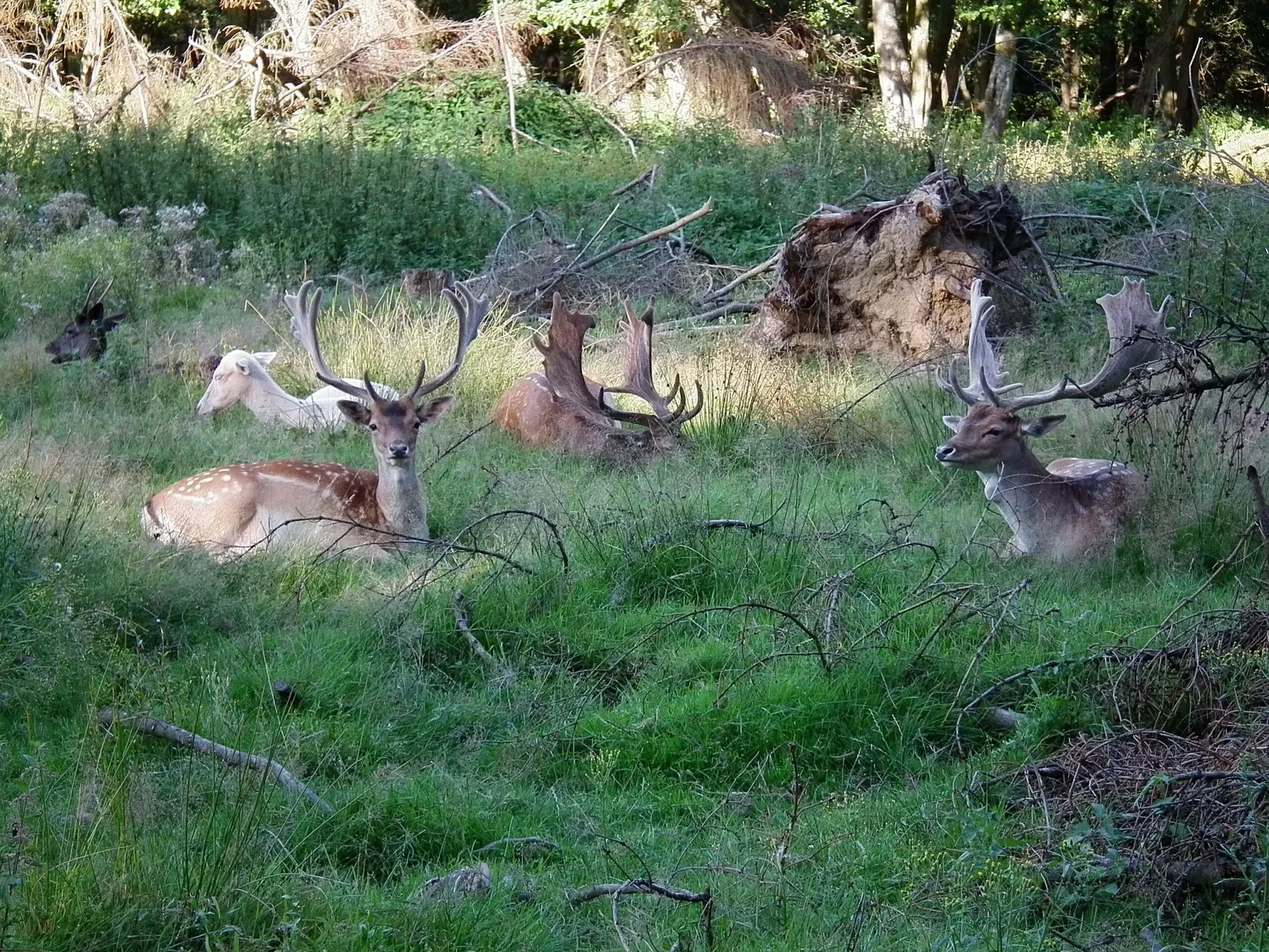 Tierpark Rheinböllen