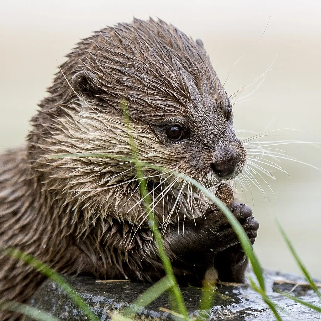 Tierpark Rheinböllen
