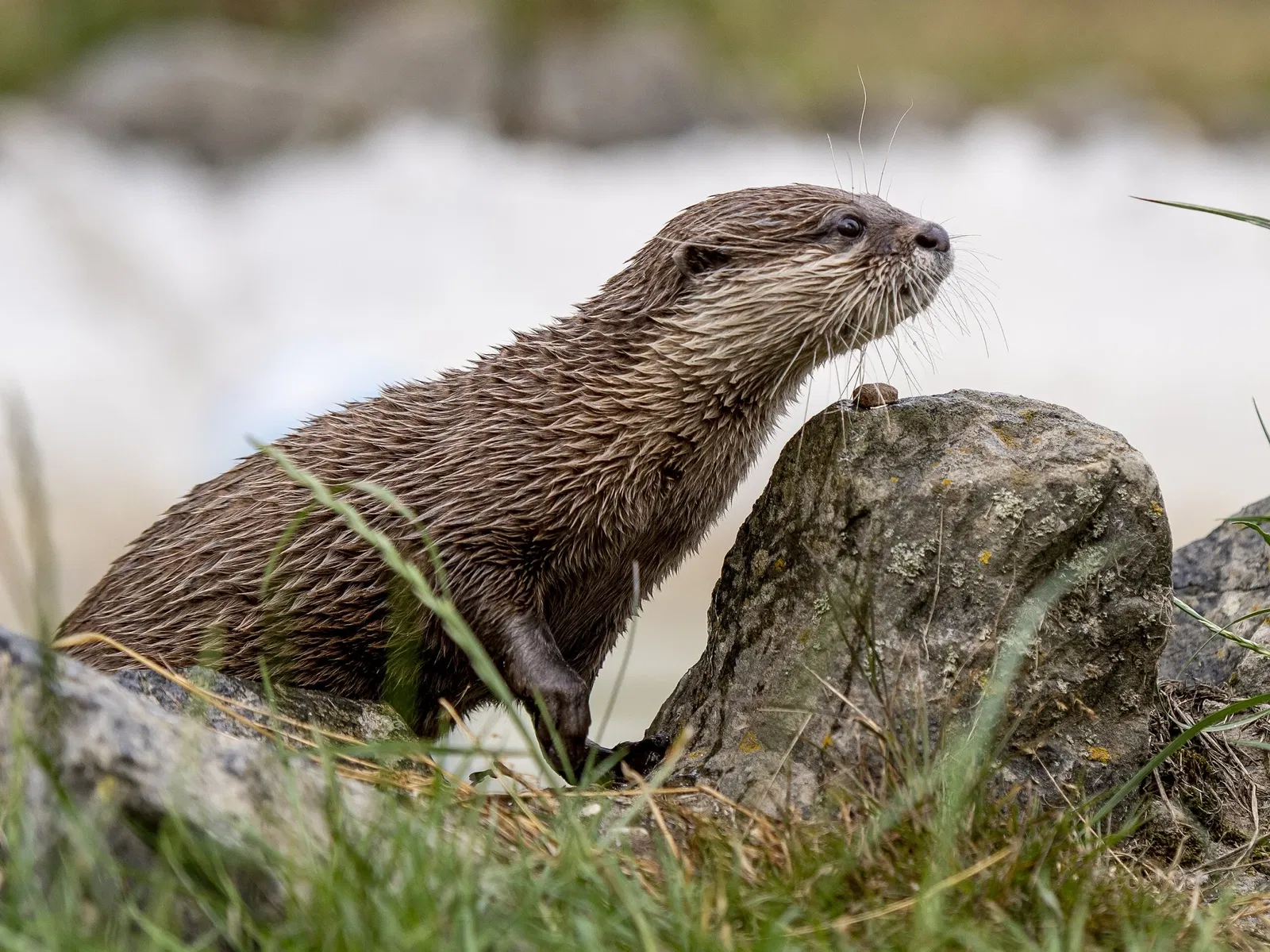 Tierpark Rheinböllen