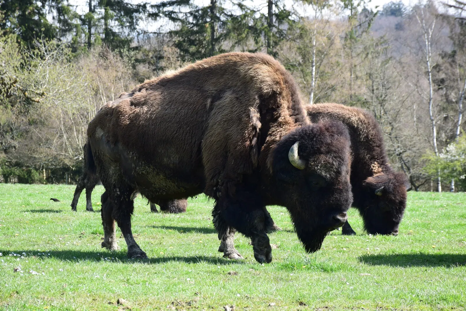 Tierpark Rheinböllen