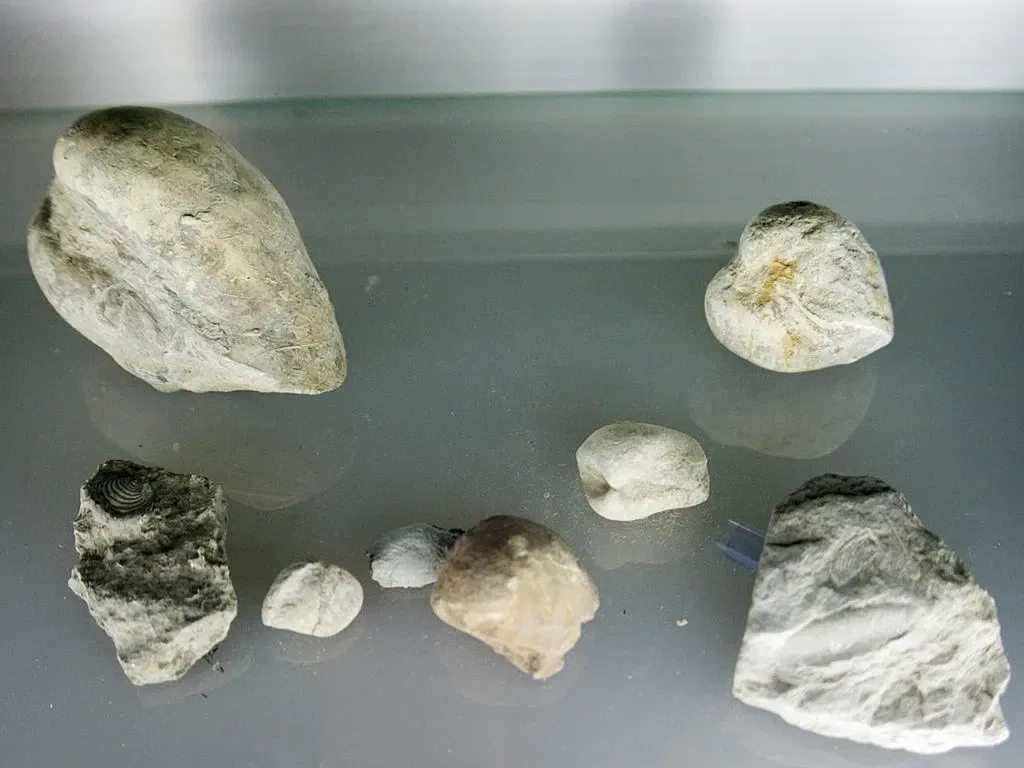 Museo De La Naturaleza De Cantabria