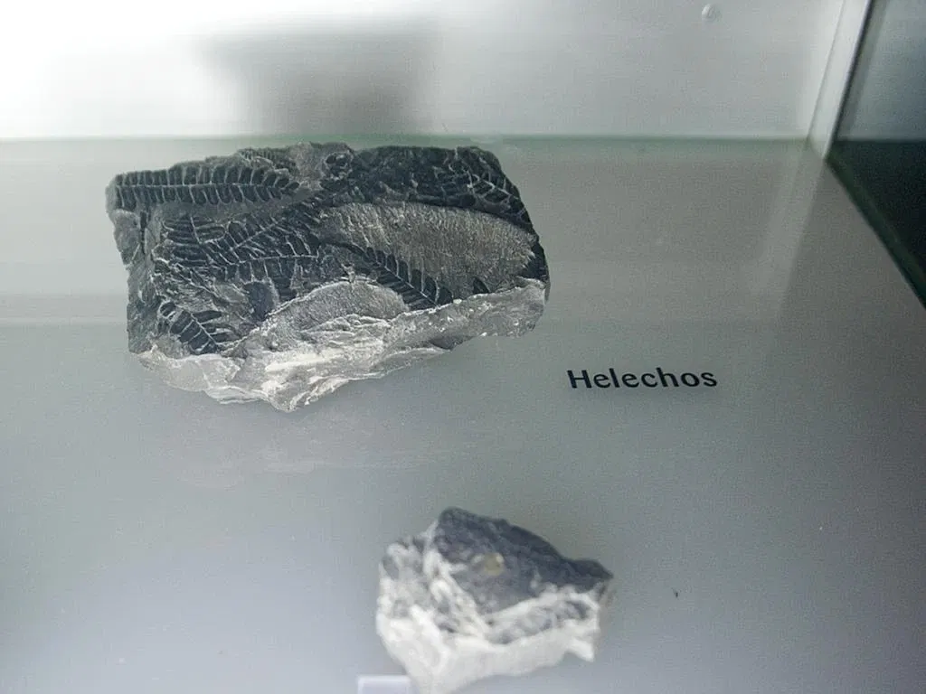 Museo De La Naturaleza De Cantabria