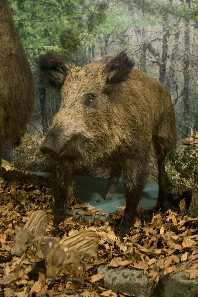 Museo De La Naturaleza De Cantabria