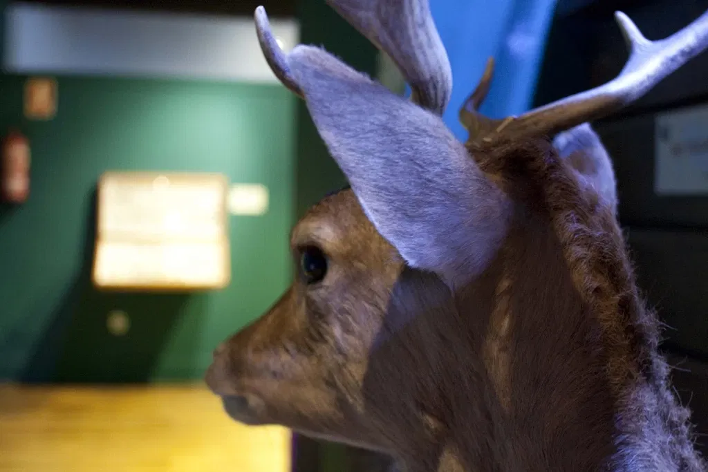 Museo De La Naturaleza De Cantabria