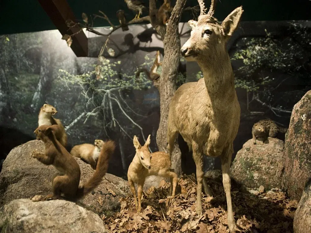 Museo De La Naturaleza De Cantabria