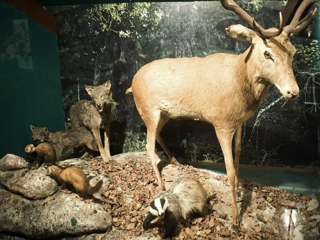 Museo De La Naturaleza De Cantabria