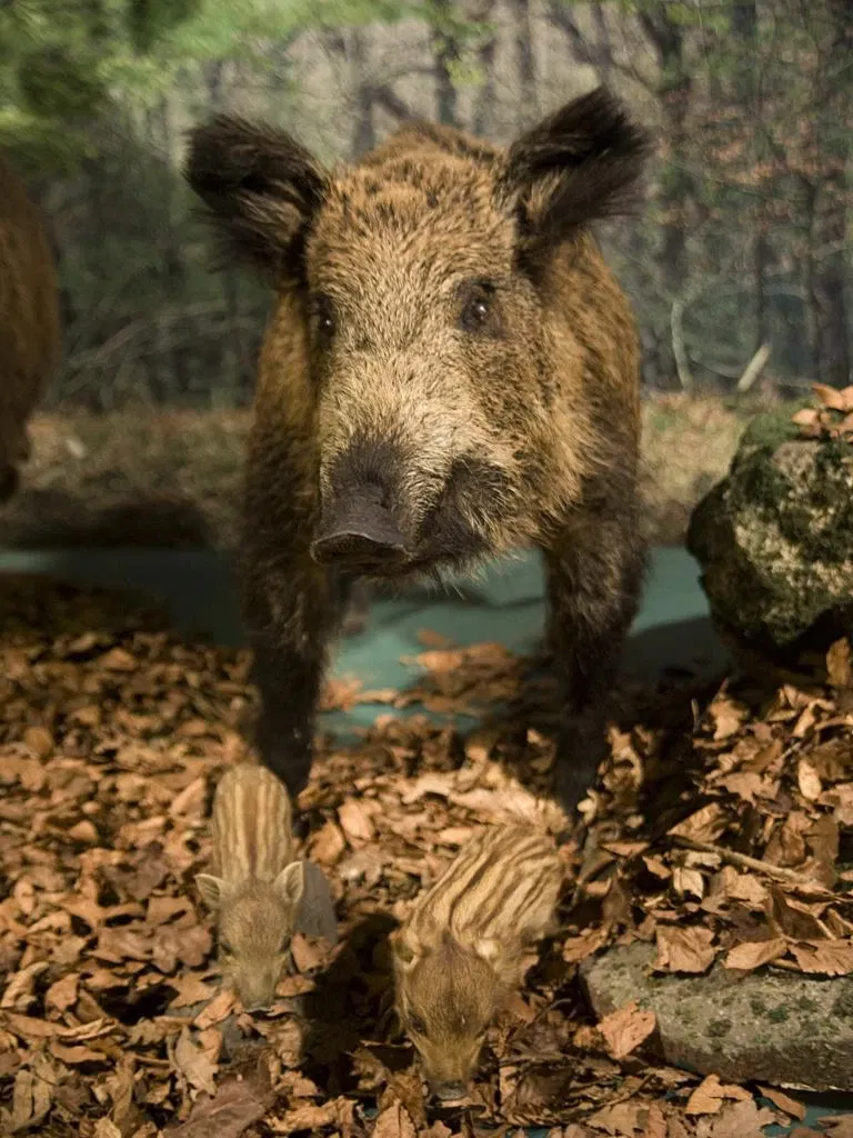 Museo De La Naturaleza De Cantabria