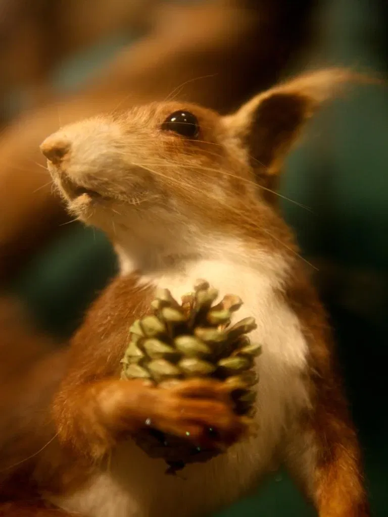 Museo De La Naturaleza De Cantabria