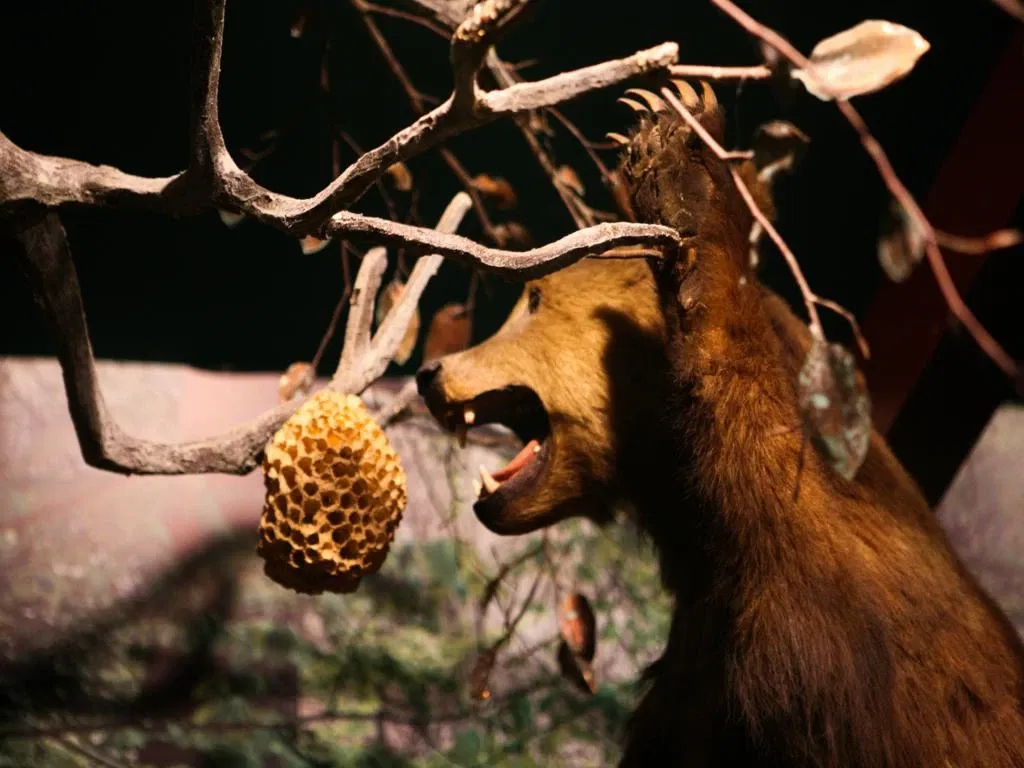 Museo De La Naturaleza De Cantabria