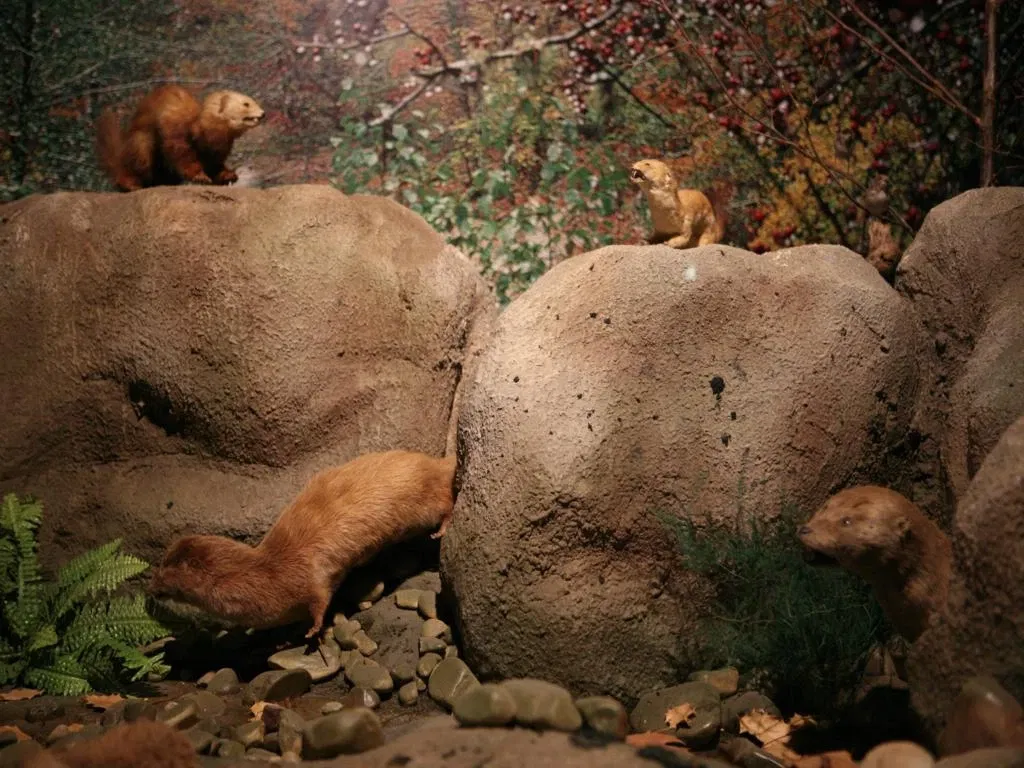 Museo De La Naturaleza De Cantabria
