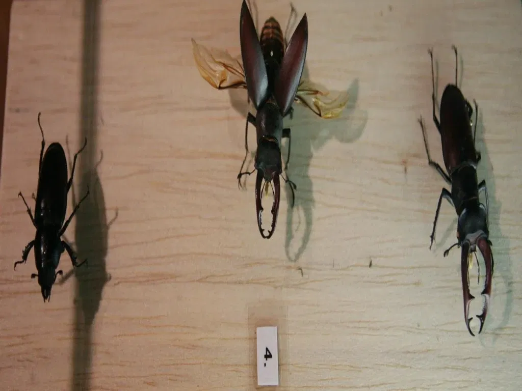 Museo De La Naturaleza De Cantabria