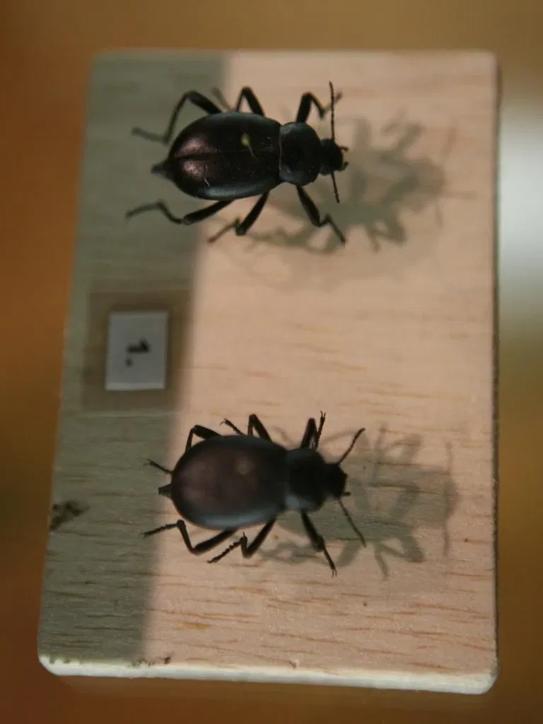 Museo De La Naturaleza De Cantabria