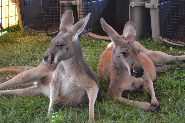Equator's Edge Wildlife Center