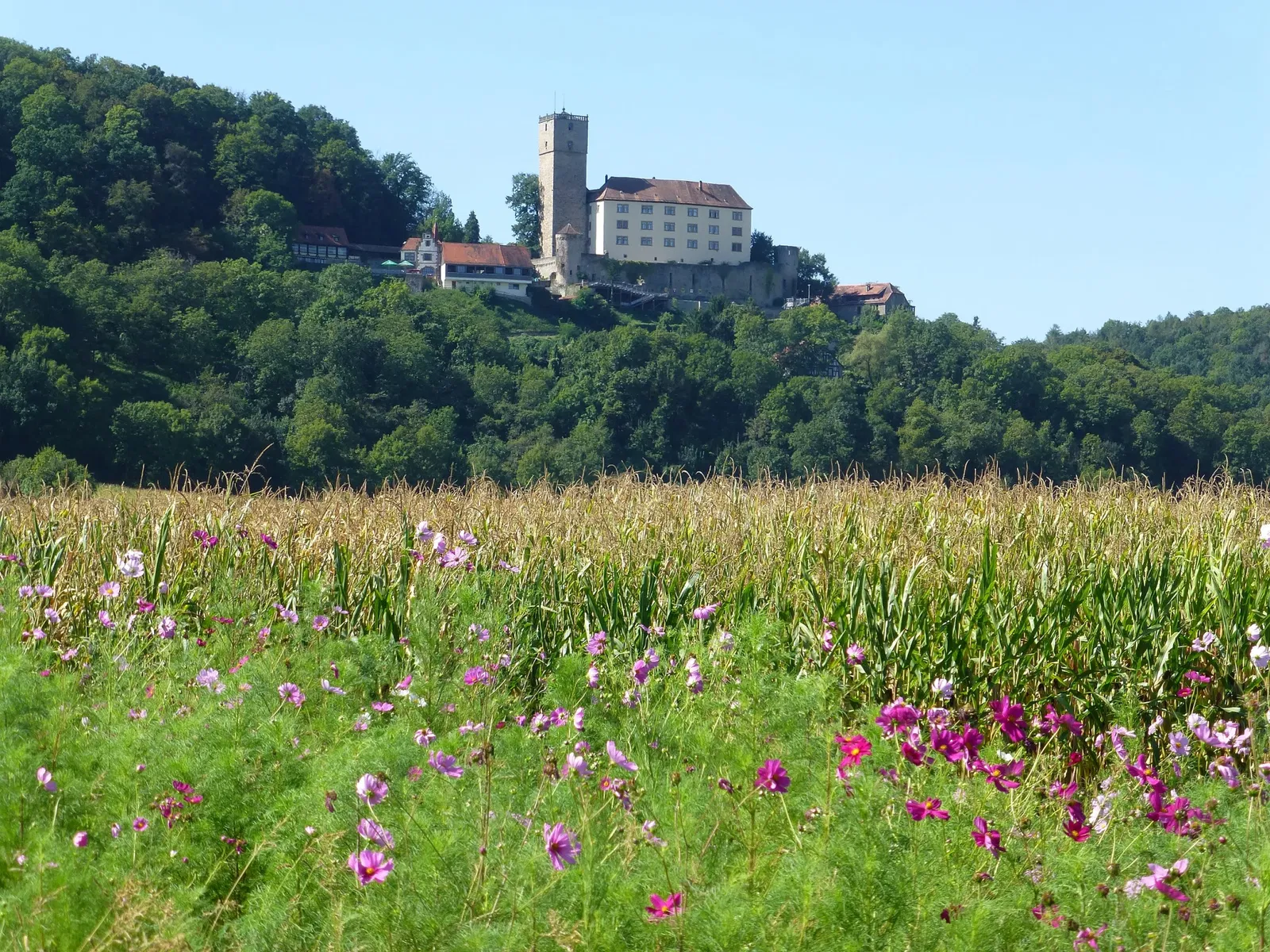 Burg Guttenberg Haßmersheim