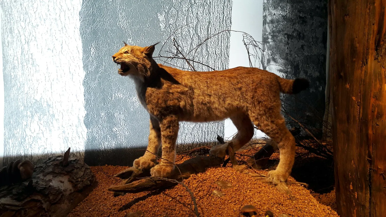 Zwiesel Forest Museum