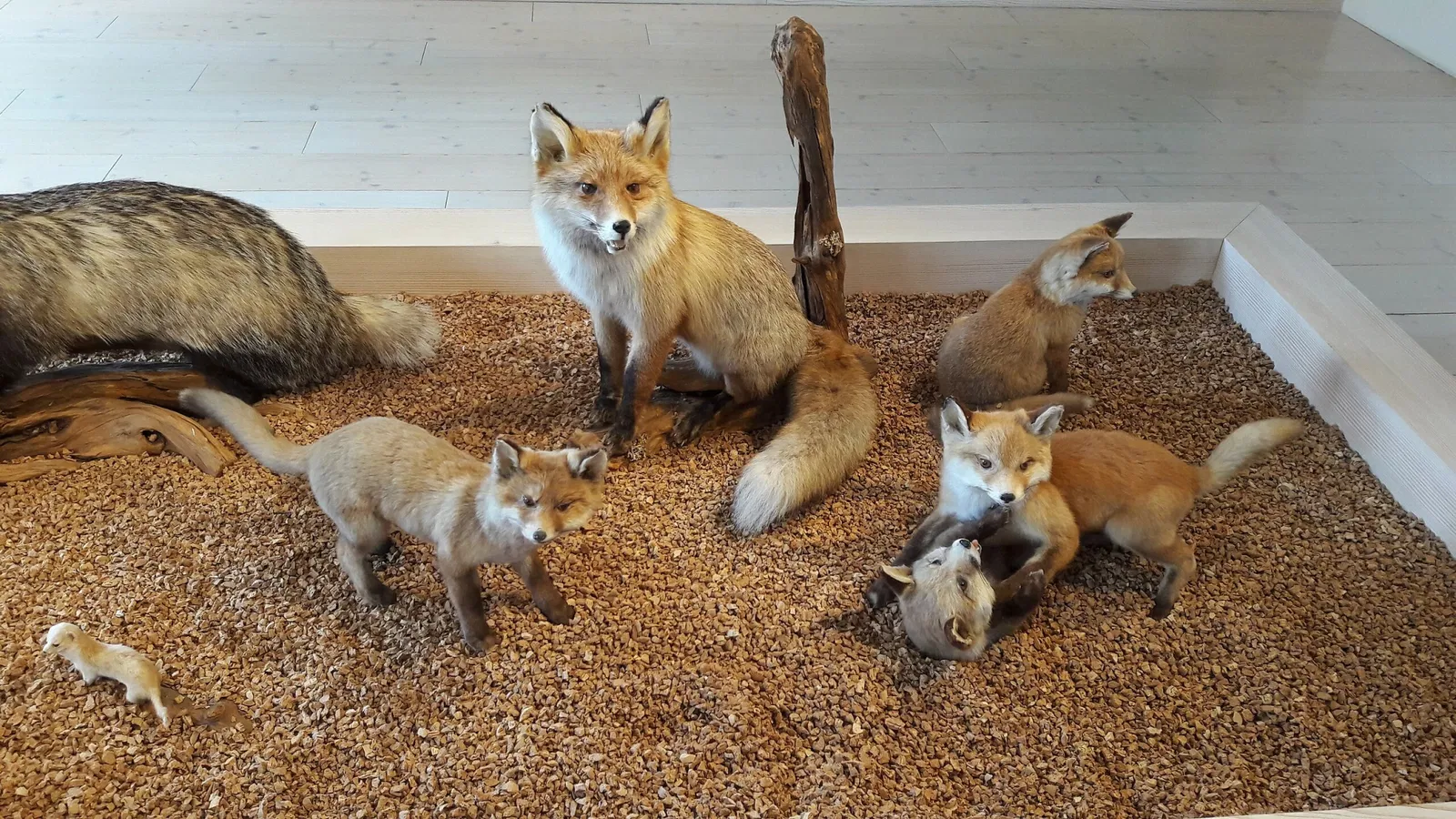 Zwiesel Forest Museum