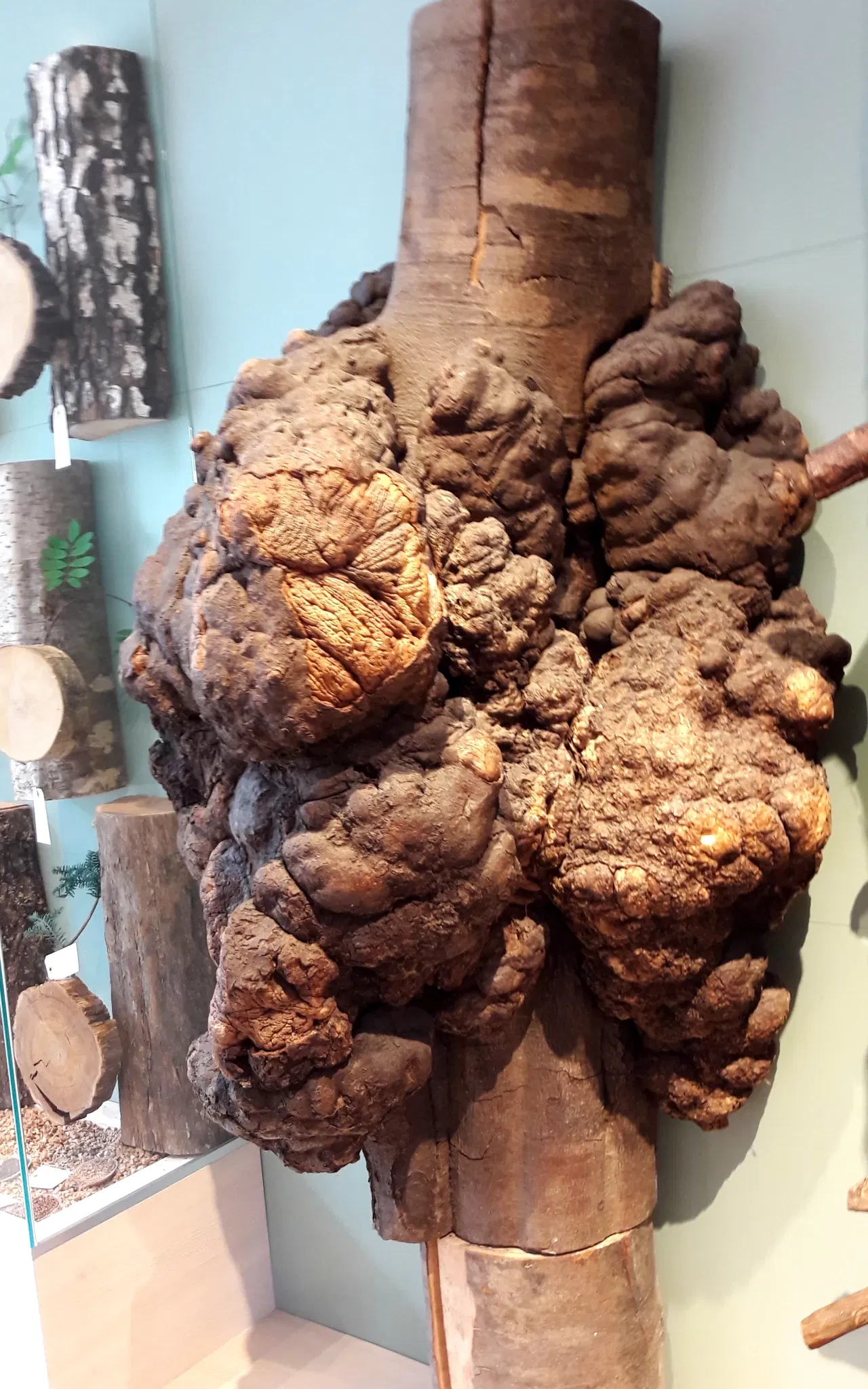 Zwiesel Forest Museum