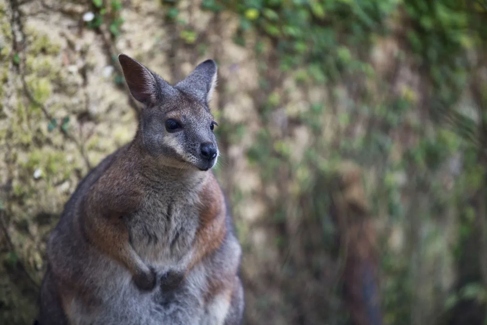 Mariposario de Benalmádena