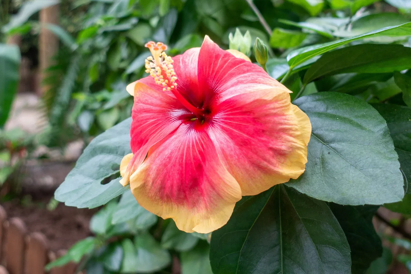 Mariposario de Benalmádena