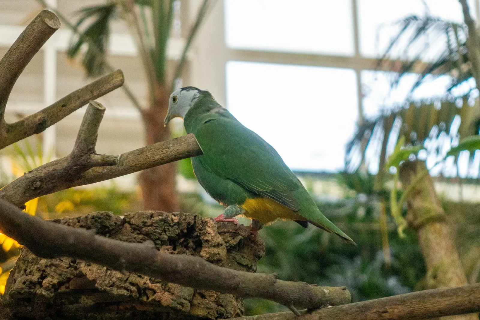 Butterfly Park of Benalmadena