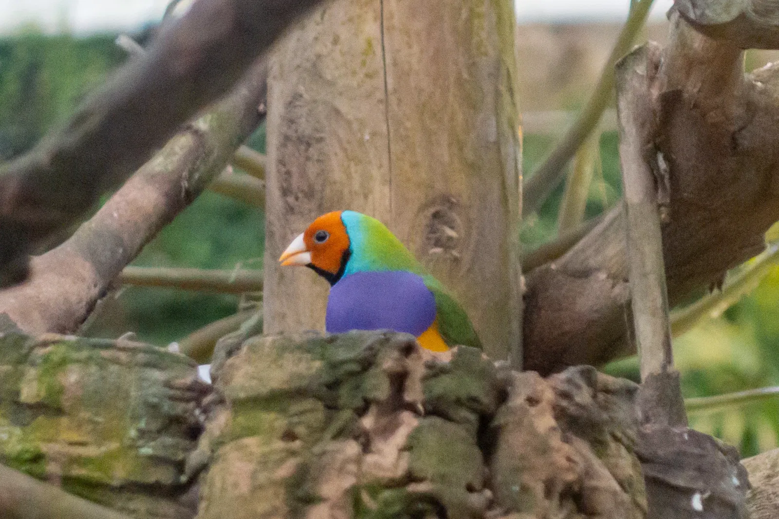 Mariposario de Benalmádena