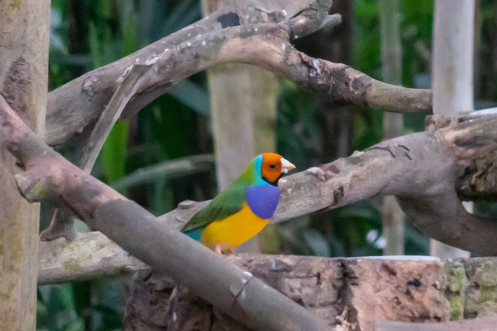 Mariposario de Benalmádena