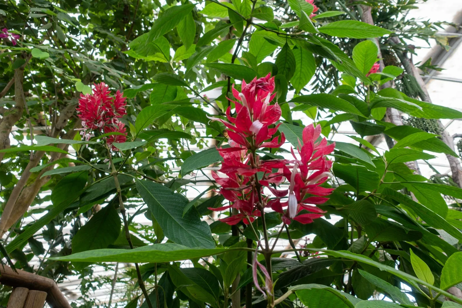 Mariposario de Benalmádena