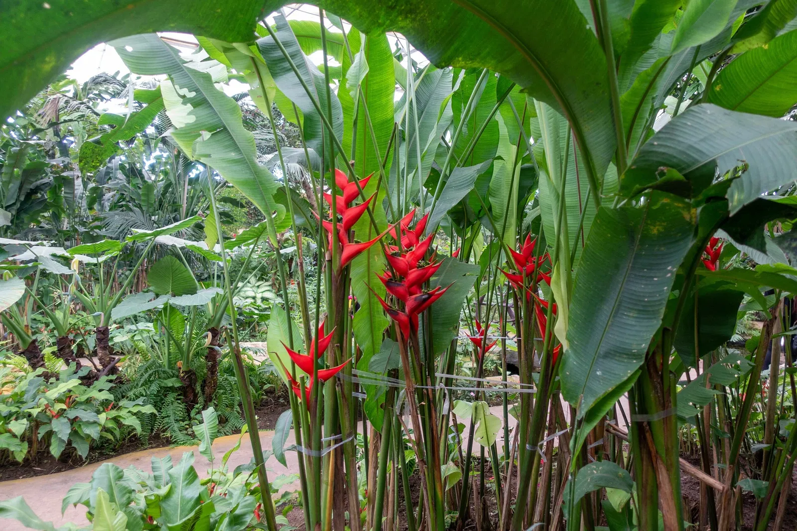 Butterfly Park of Benalmadena