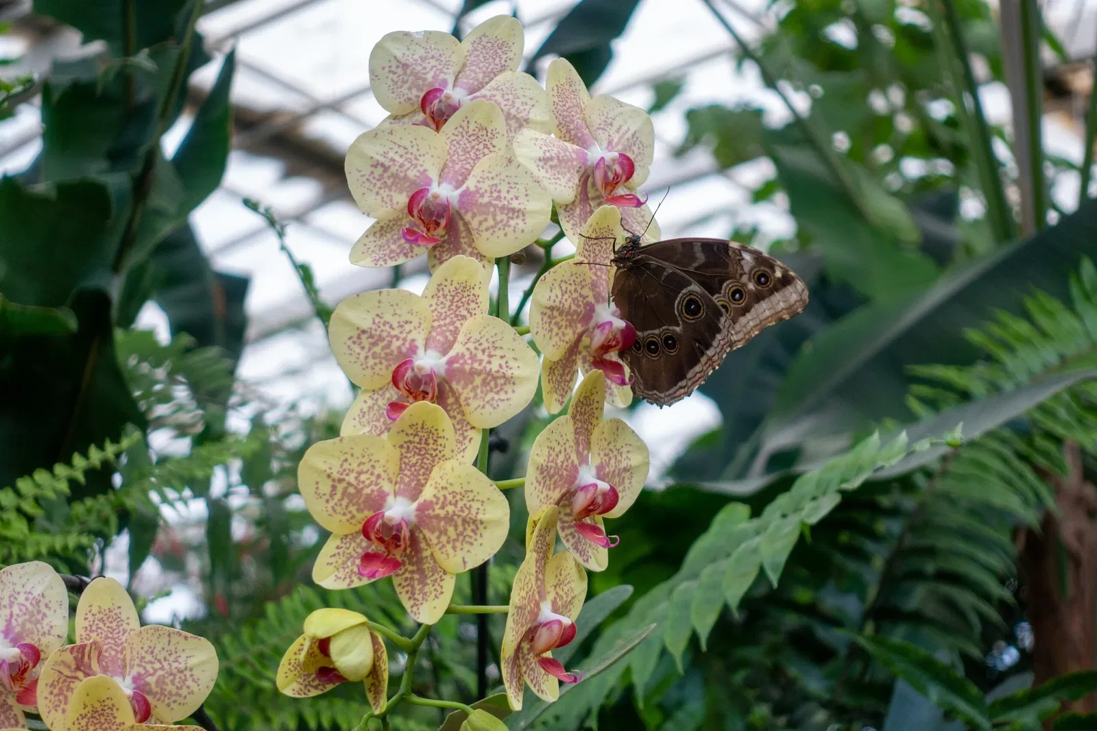 Butterfly Park of Benalmadena