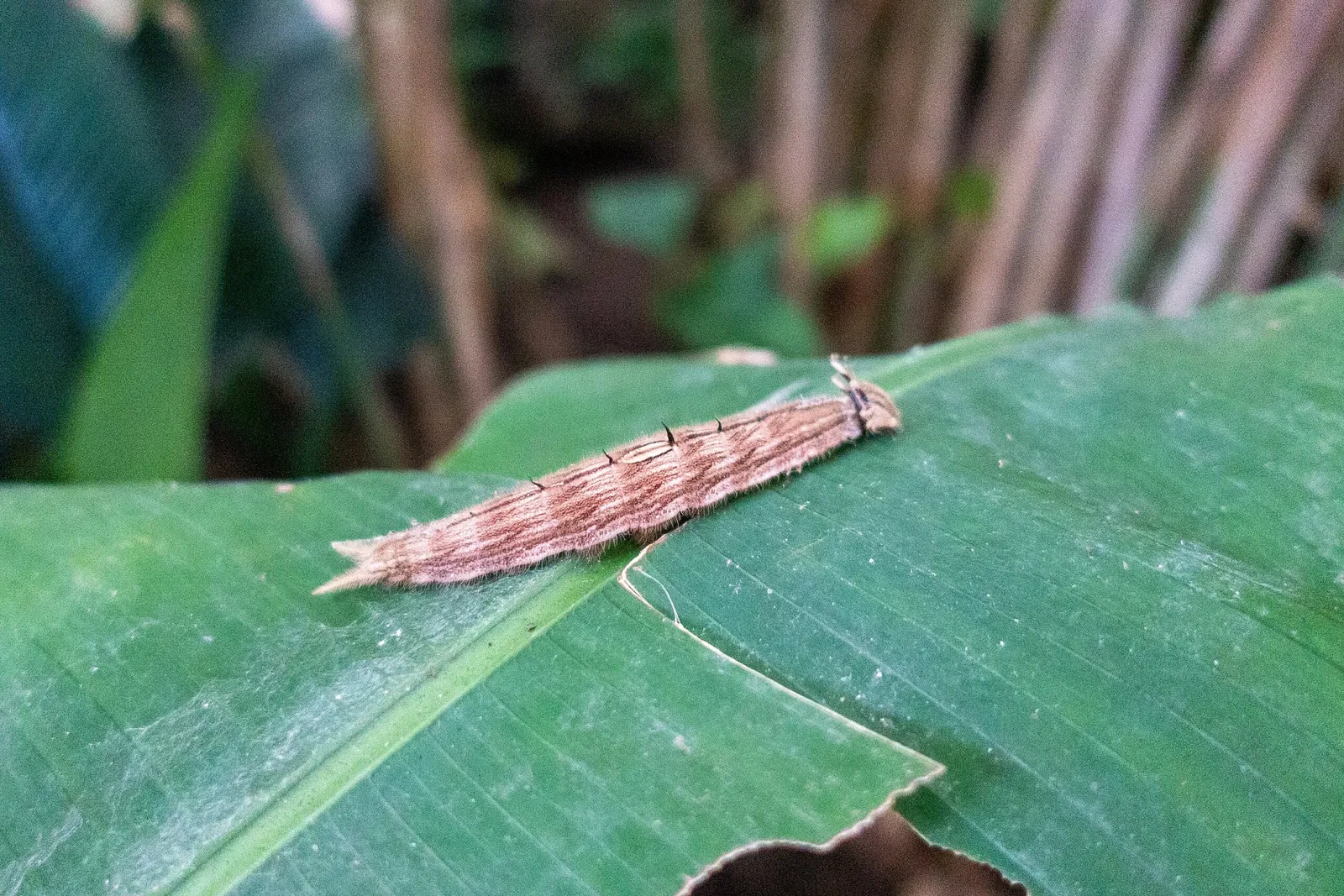 Mariposario de Benalmádena