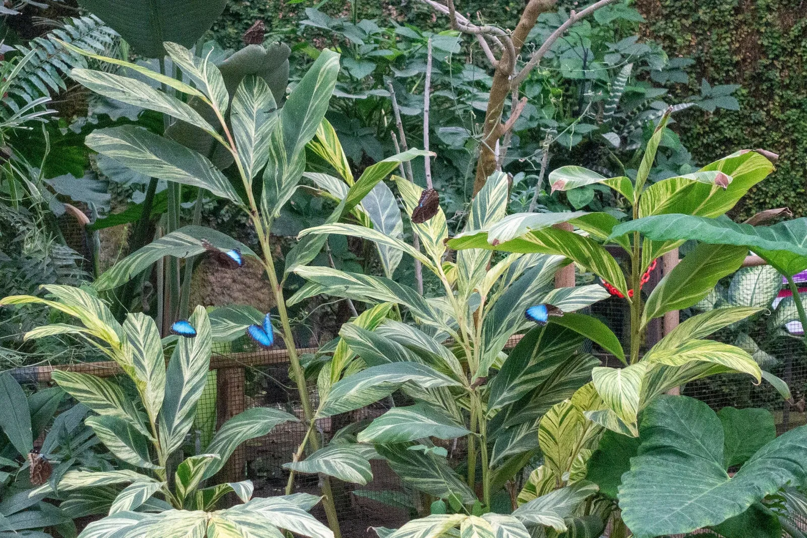 Butterfly Park of Benalmadena