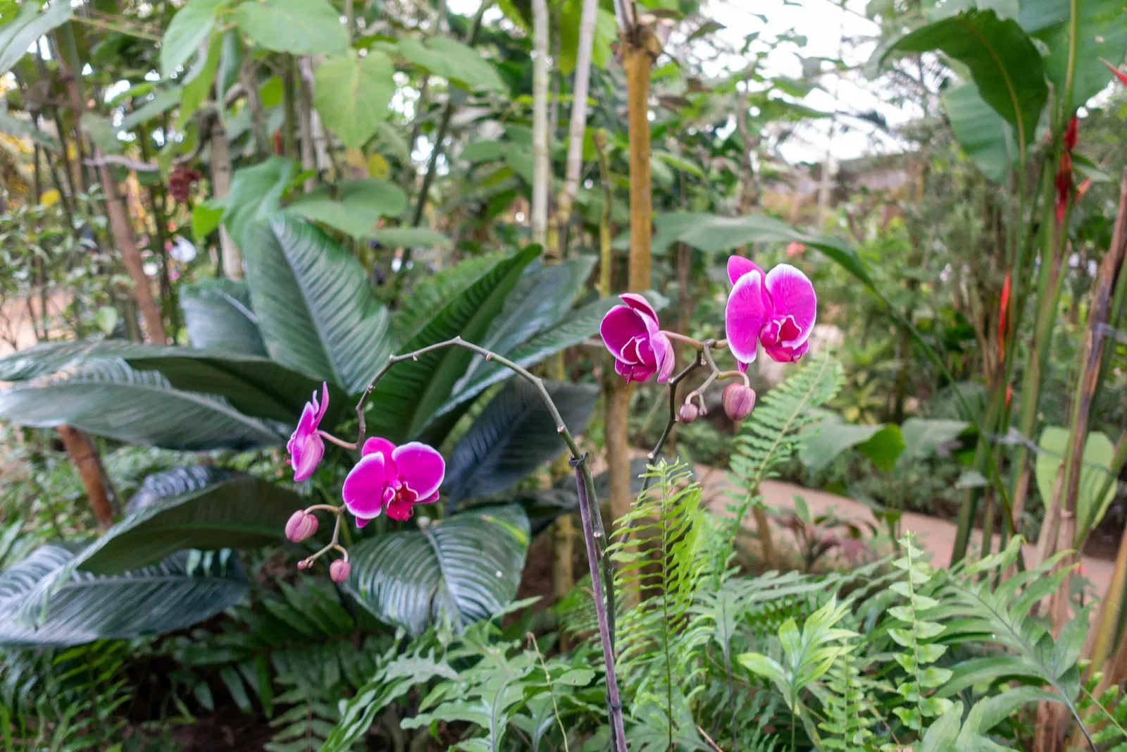 Mariposario de Benalmádena
