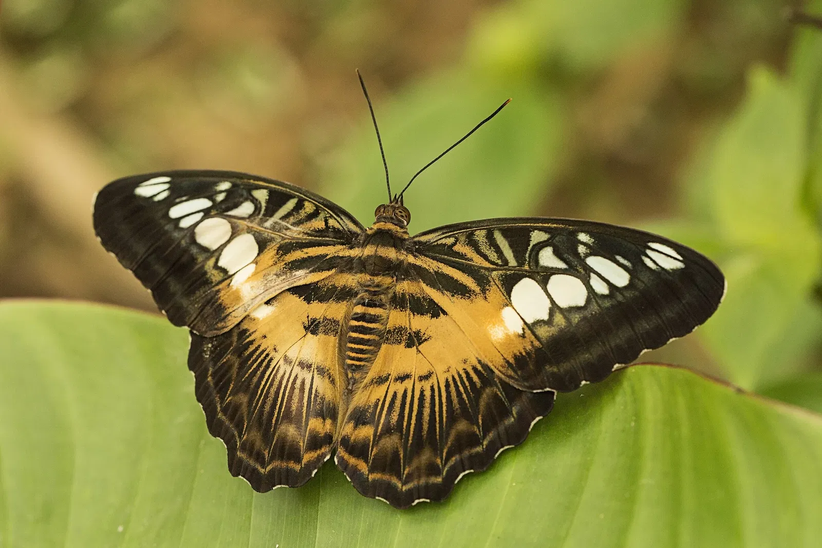 Mariposario de Benalmádena