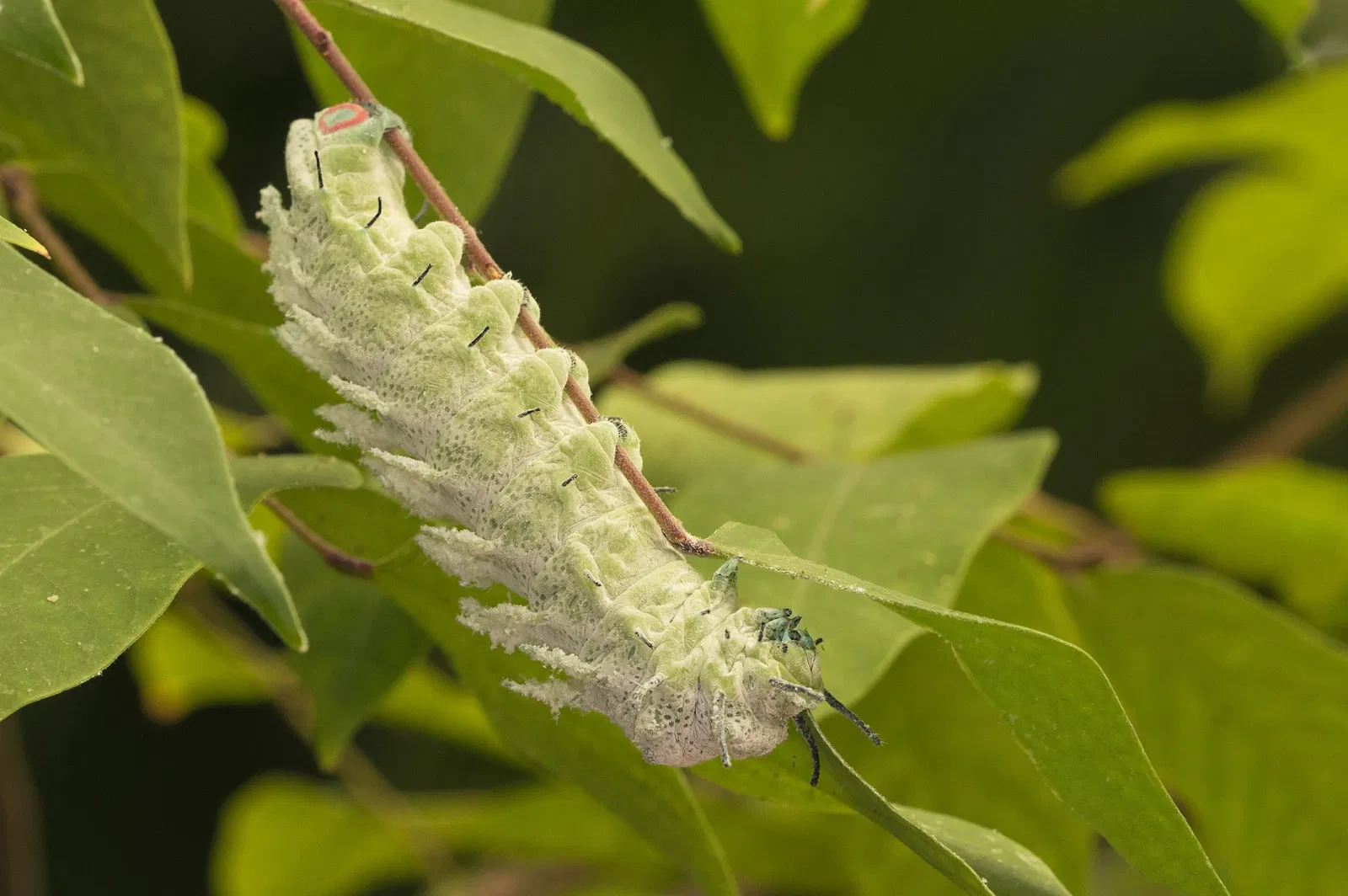 Butterfly Park of Benalmadena
