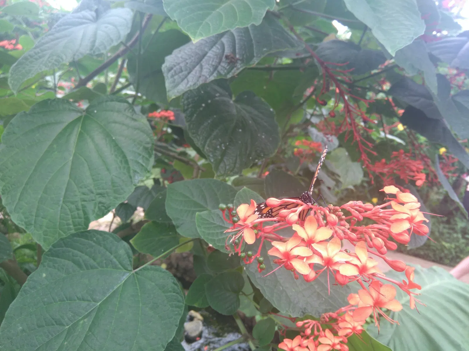 Butterfly Park of Benalmadena