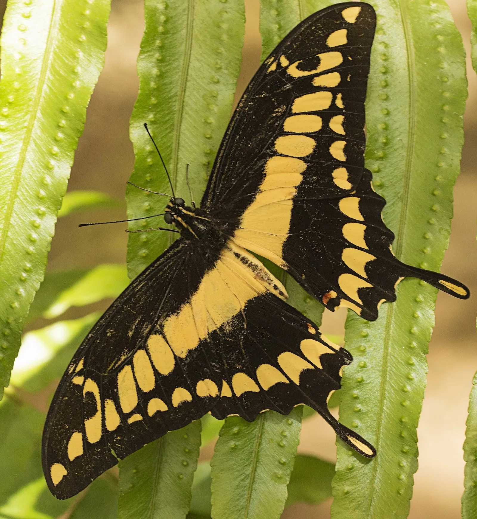 Mariposario de Benalmádena